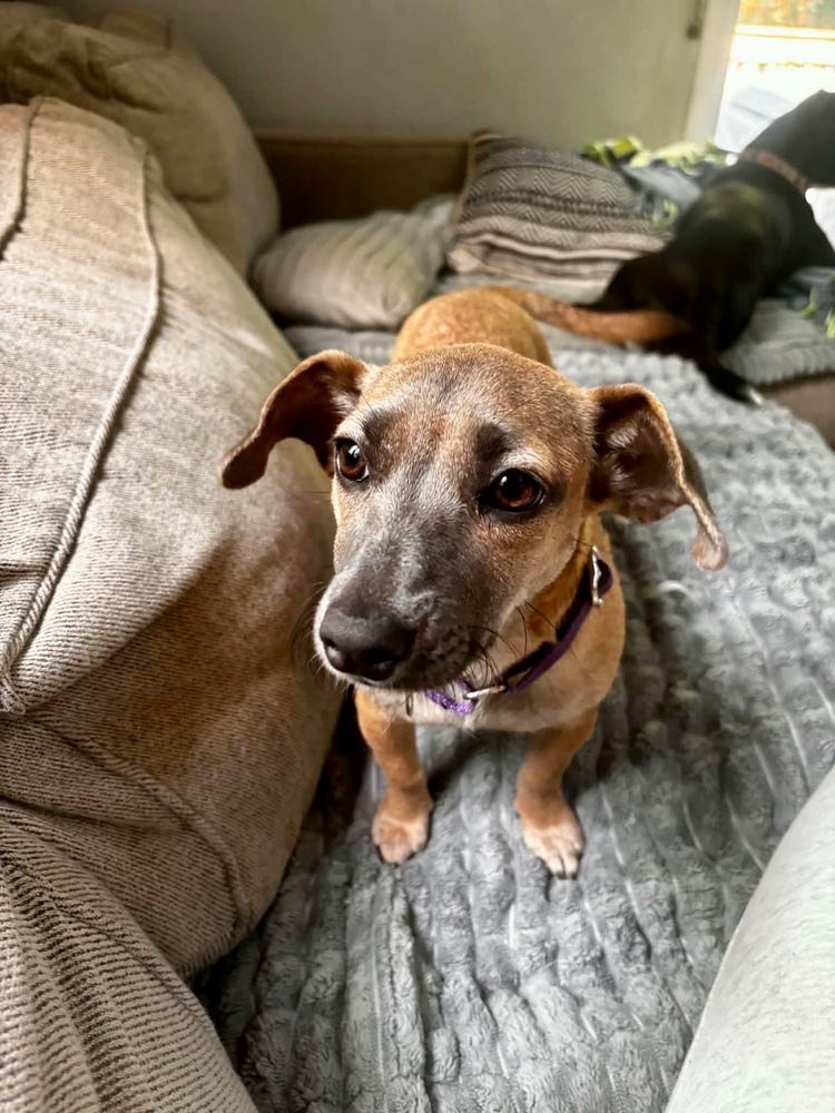 Keysi, a Adoptable mixed breed in Valley Stream, NY image 5/6