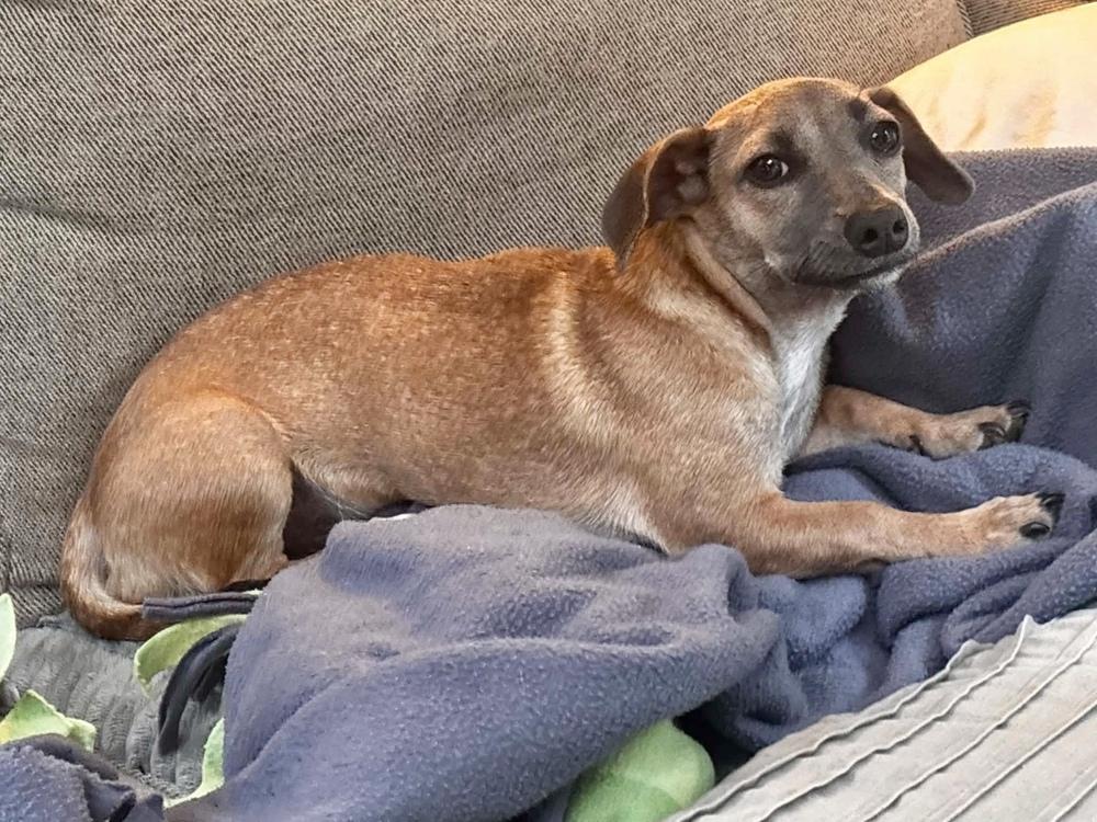Keysi, a Adoptable mixed breed in Valley Stream, NY image 6/6