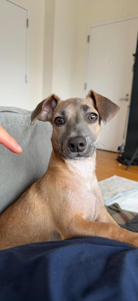 Keysi, a Adoptable mixed breed in Valley Stream, NY image 5/6