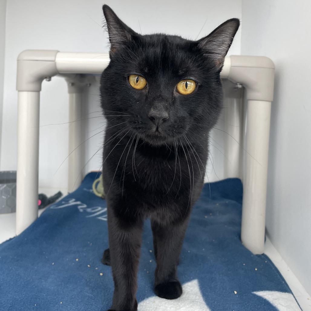 QuesaDillon, Adoptable, Adult Male Domestic Short Hair.