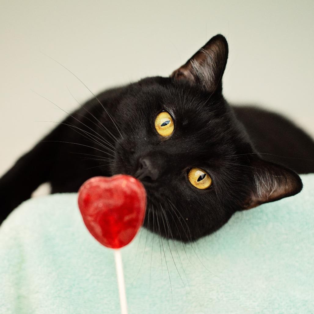 Enlarge QuesaDillon, a Adoptable Domestic Short Hair in Warwick, RI image 2/4