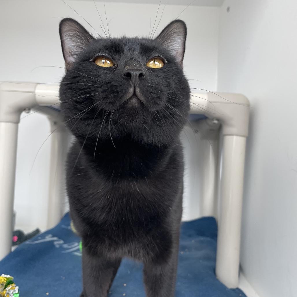 Enlarge QuesaDillon, a Adoptable Domestic Short Hair in Warwick, RI image 3/4