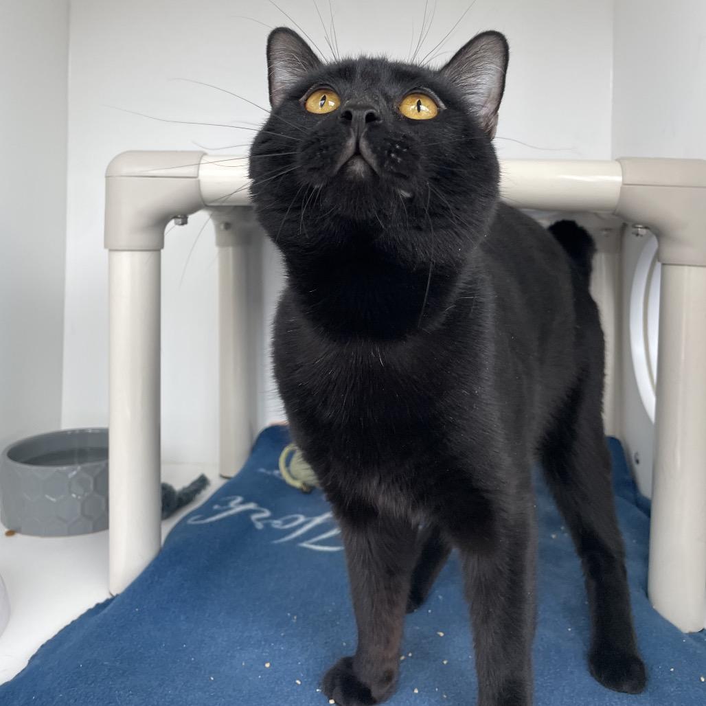 Enlarge QuesaDillon, a Adoptable Domestic Short Hair in Warwick, RI image 4/4