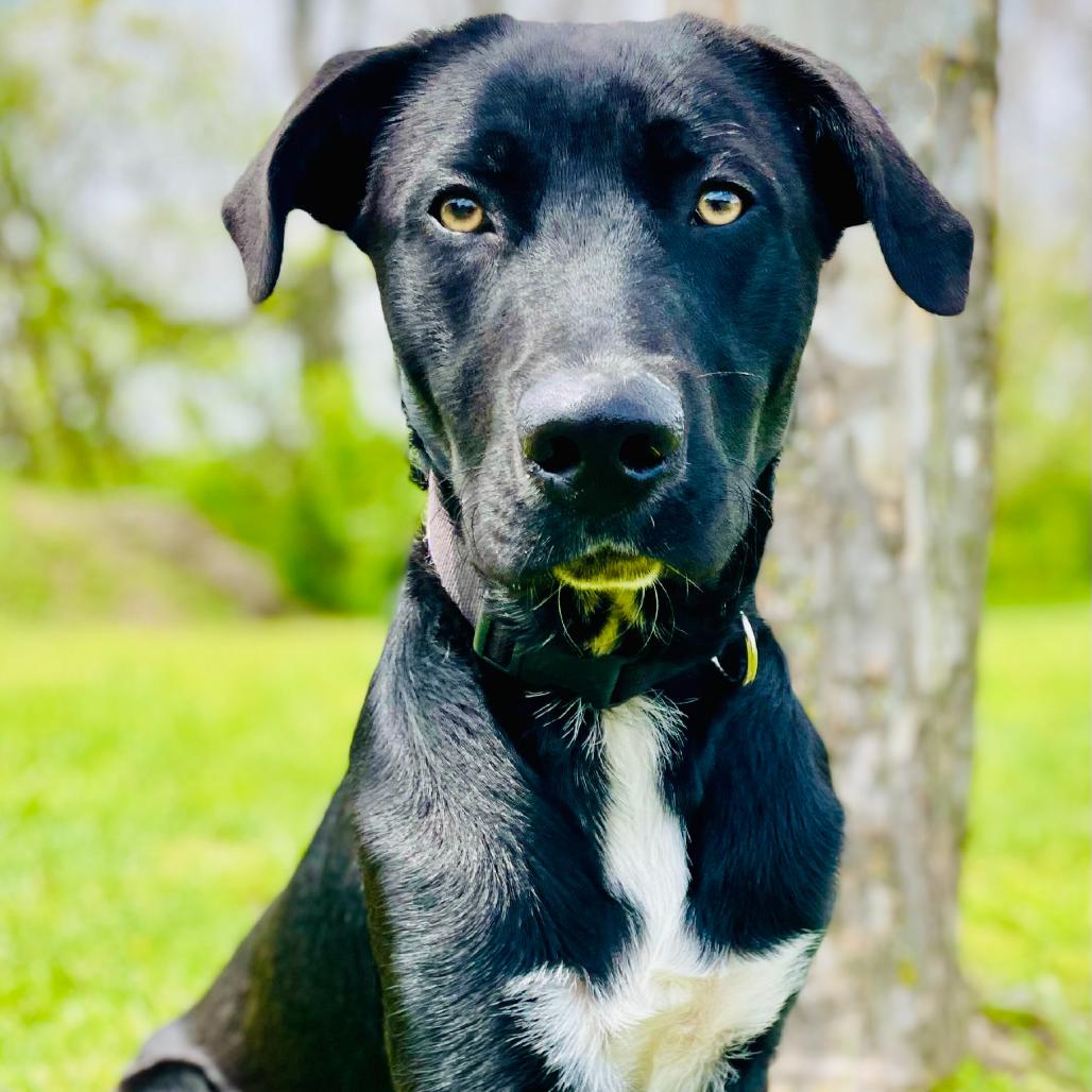 Toby, a Adoptable Black Labrador Retriever in Lebanon, MO image 2/4