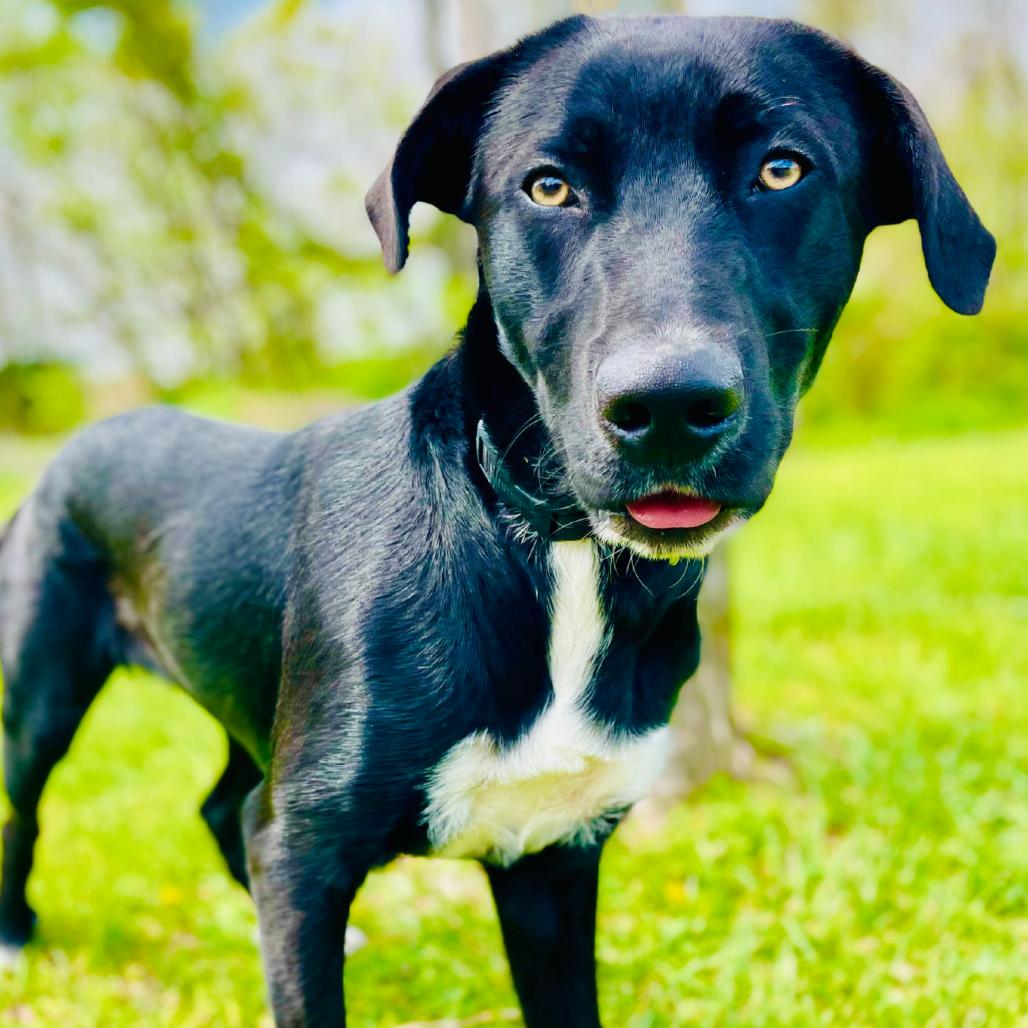 Toby, a Adoptable Black Labrador Retriever in Lebanon, MO image 3/4