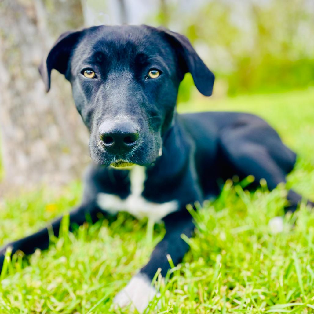 Toby, a Adoptable Black Labrador Retriever in Lebanon, MO image 4/4