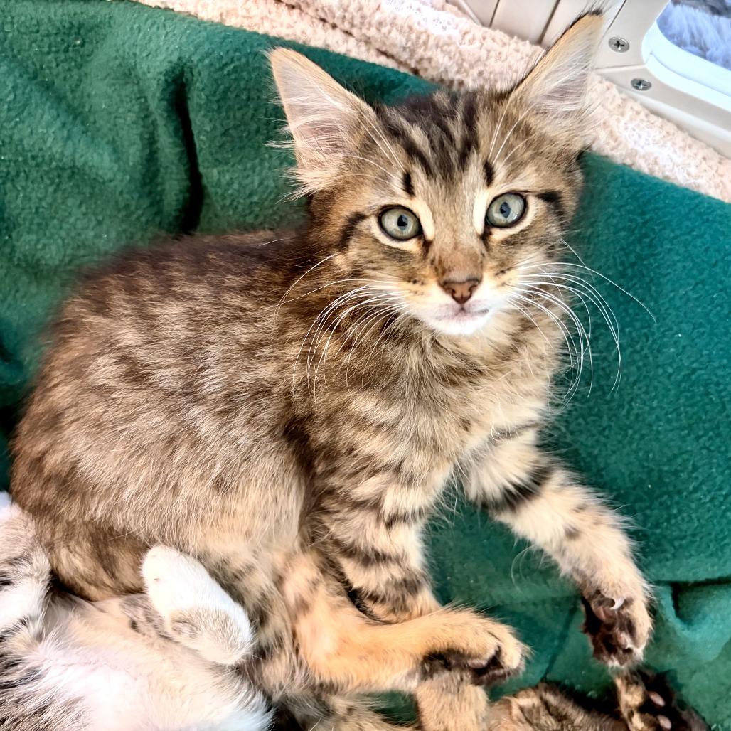 Legong 11, Adoptable, Kitten Male Domestic Short Hair.