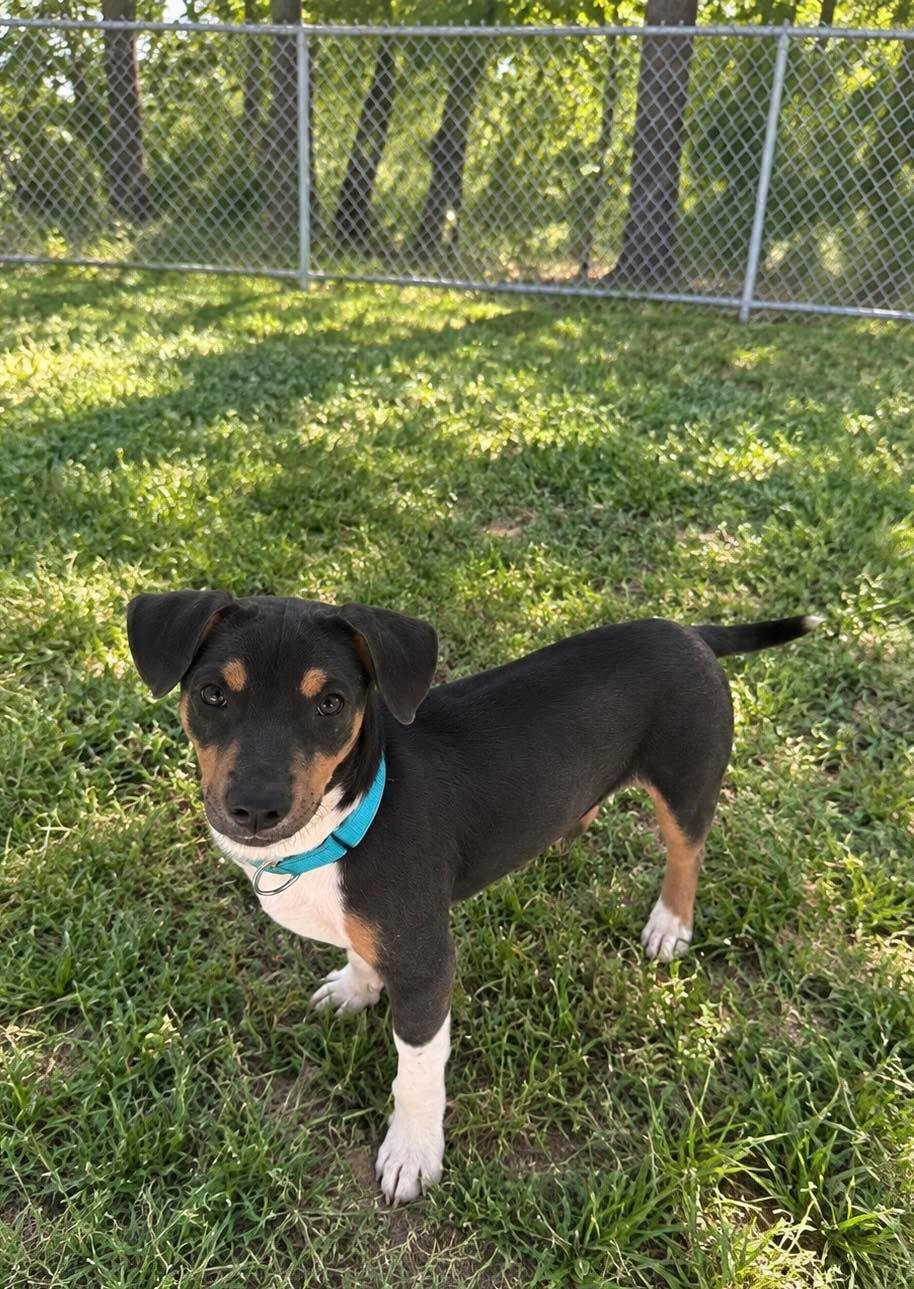 Shorty, Adoptable, Young Male Dachshund & Pit Bull Terrier.