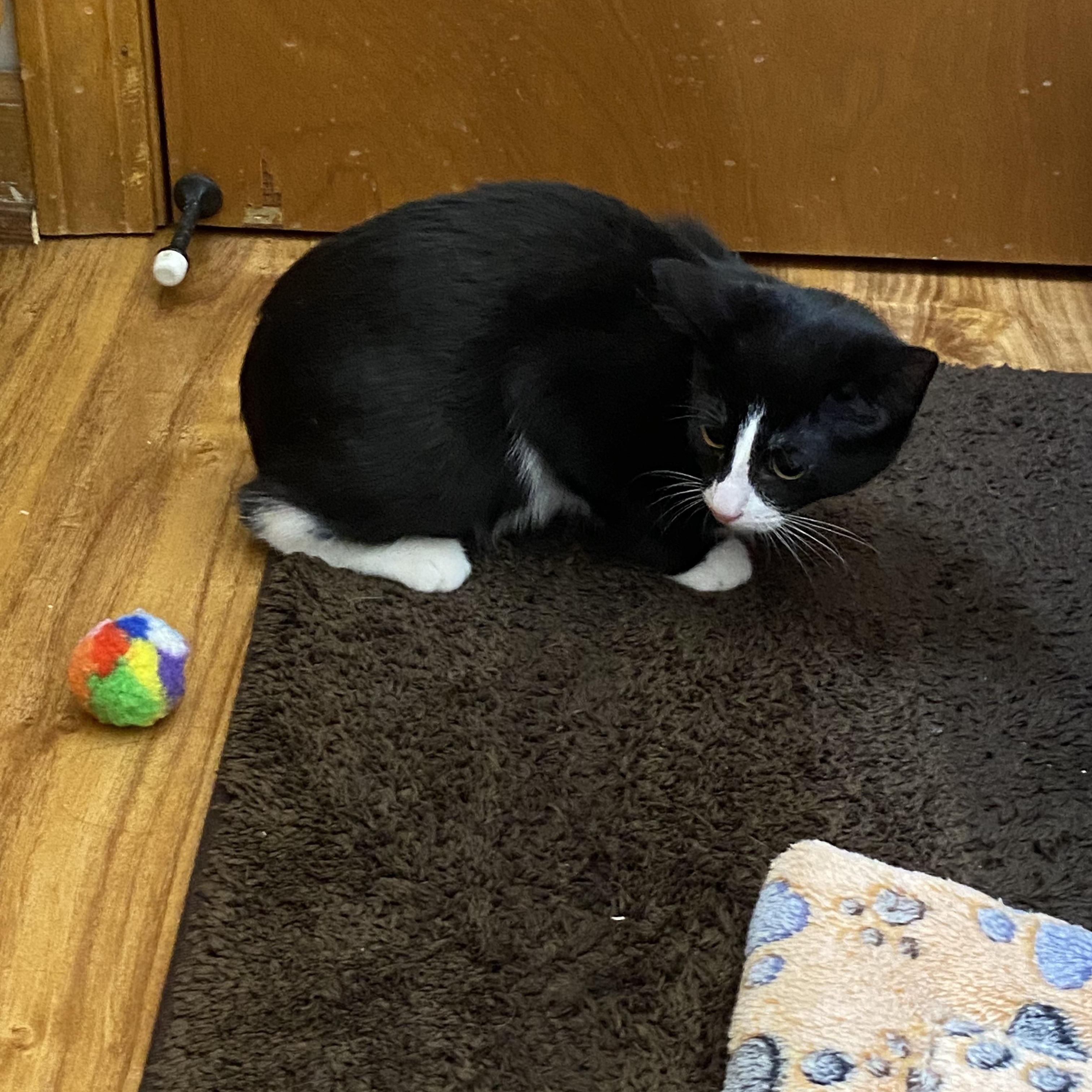 Rizzo, a Adoptable Tuxedo in Macomb, MI image 2/4