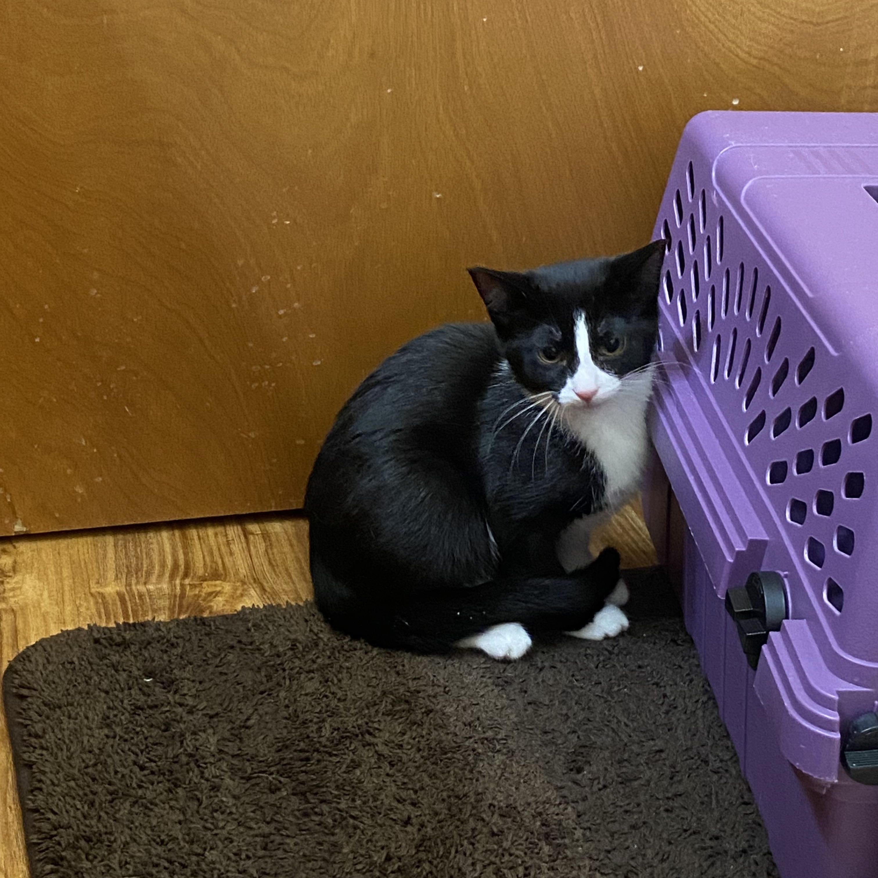 Rizzo, a Adoptable Tuxedo in Macomb, MI image 3/4