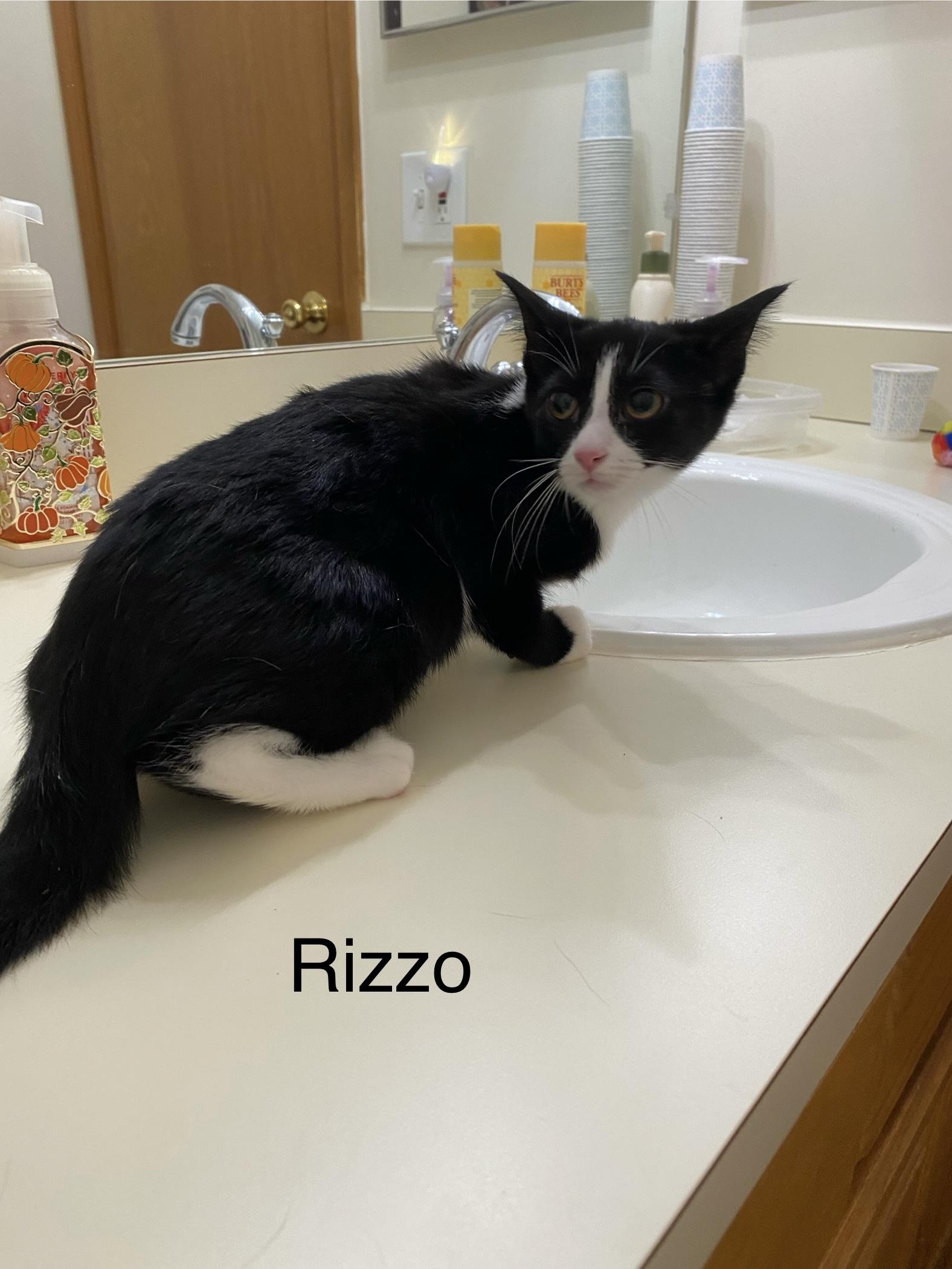 Rizzo, a Adoptable Tuxedo in Macomb, MI image 4/4