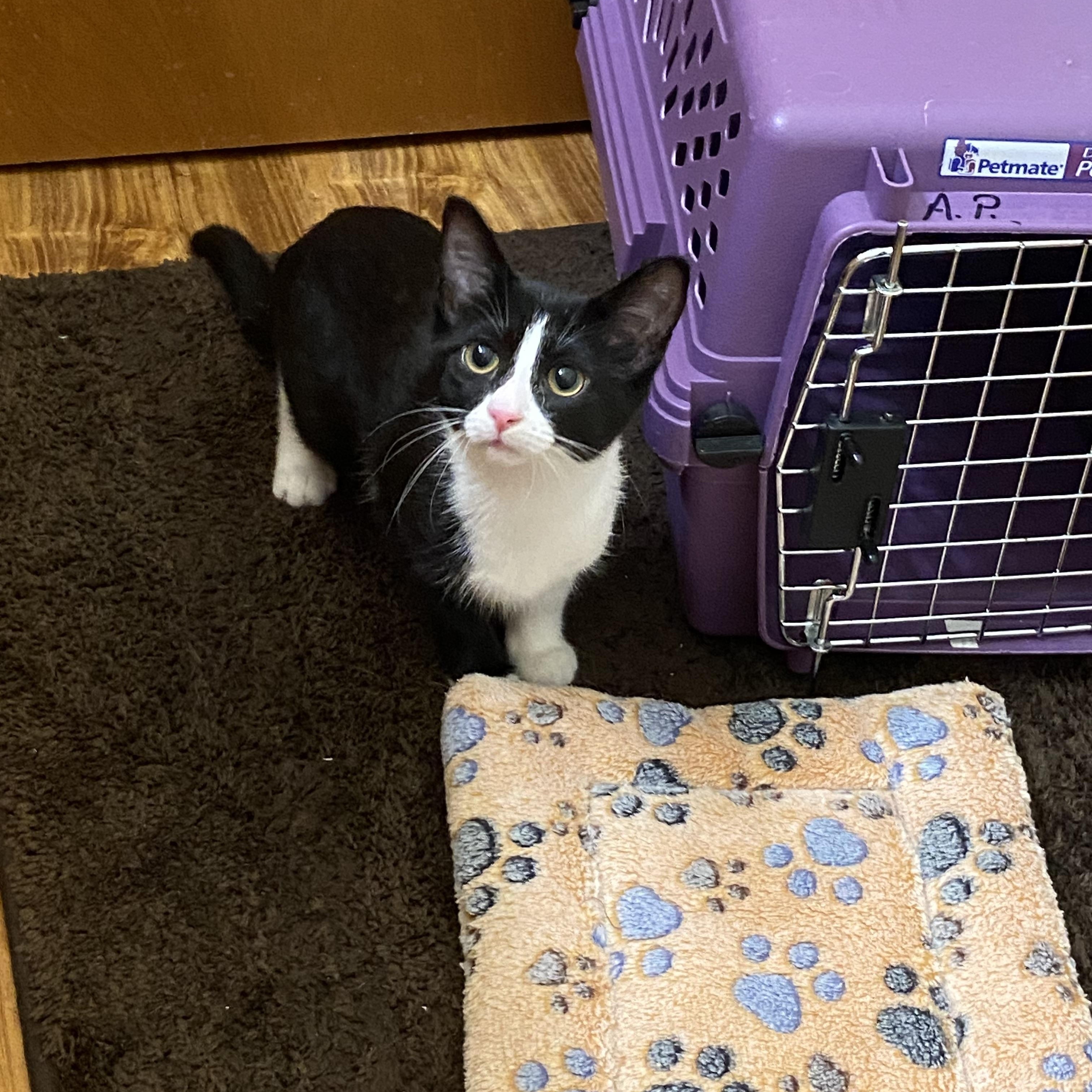 Rizzo, a Adoptable Tuxedo in Macomb, MI image 1/4