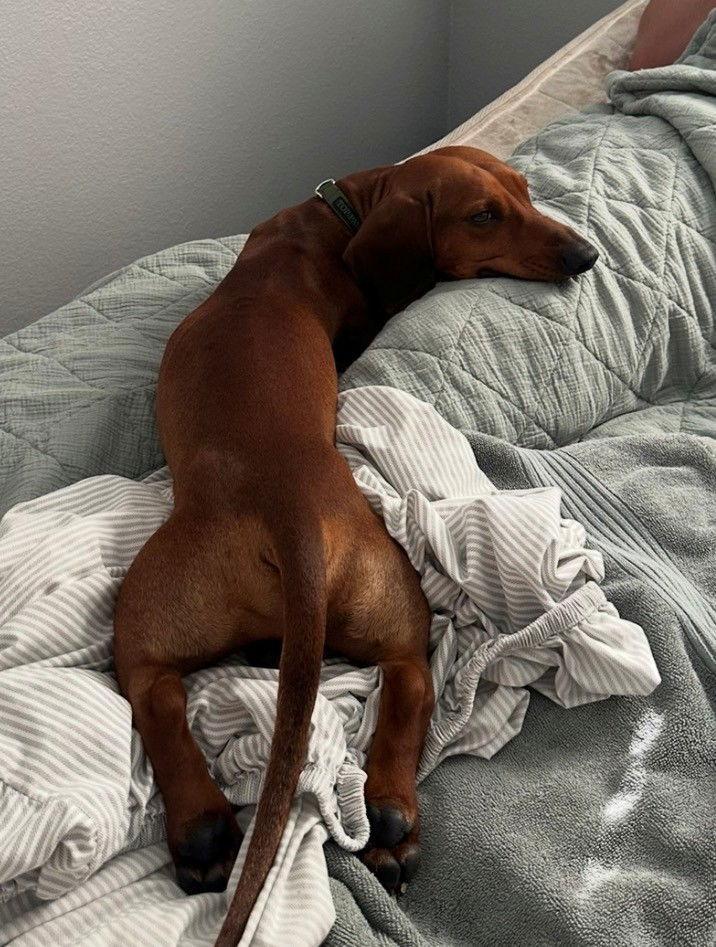 DRUT UTAH WALTER, Adoptable, Young Male Dachshund.