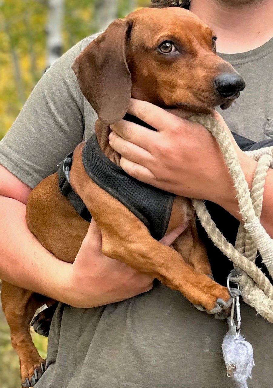 Enlarge DRUT UTAH WALTER, a Adoptable Dachshund in Los Angeles, CA image 2/2