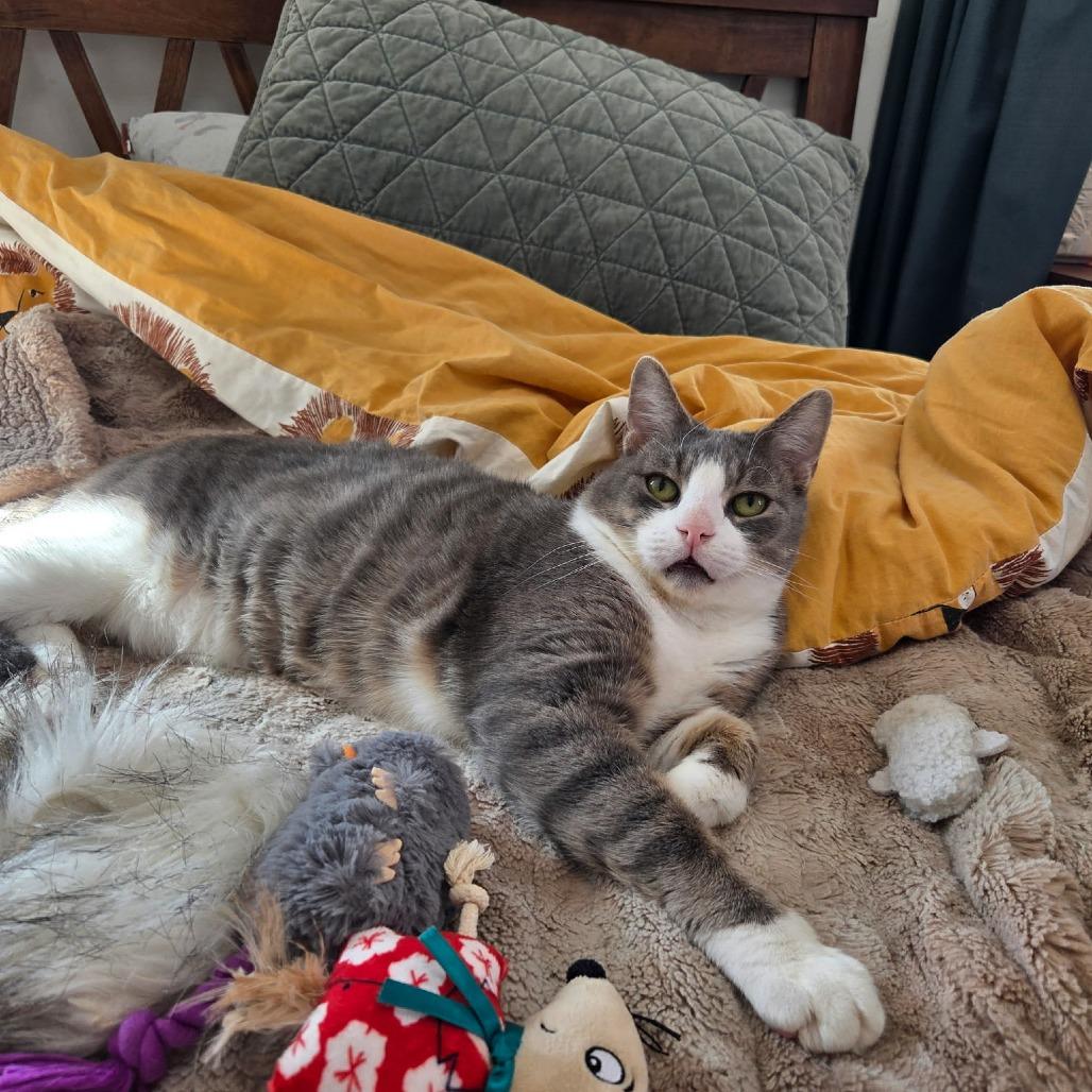 Ludo, Adoptable, Senior Male Domestic Short Hair.