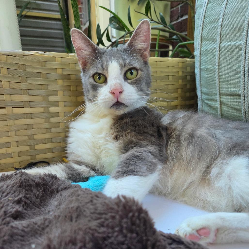 Enlarge Ludo, a Adoptable Domestic Short Hair in Reisterstown, MD image 3/6