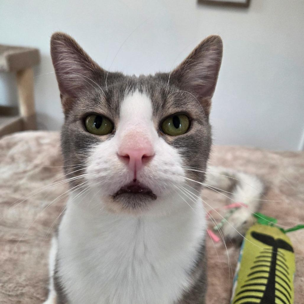 Enlarge Ludo, a Adoptable Domestic Short Hair in Reisterstown, MD image 5/6