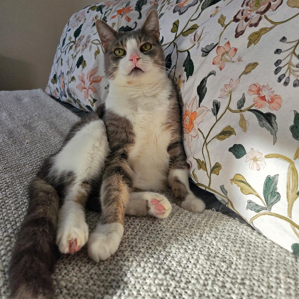 Enlarge Ludo, a Adoptable Domestic Short Hair in Reisterstown, MD image 5/6