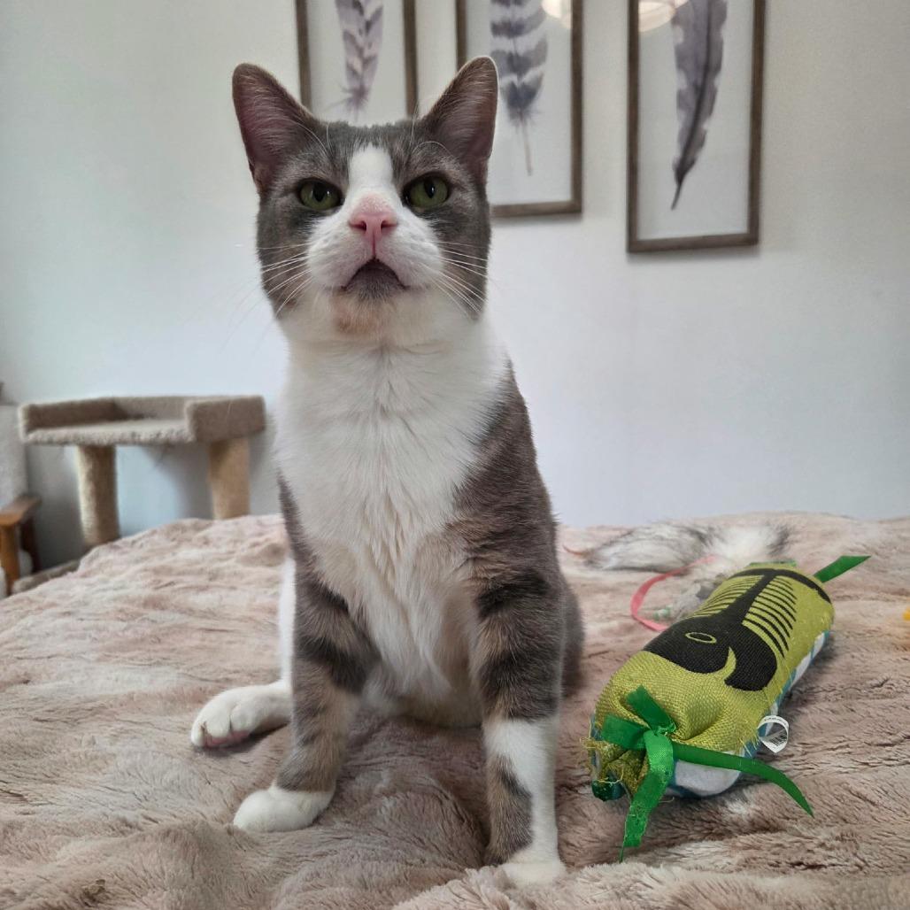 Enlarge Ludo, a Adoptable Domestic Short Hair in Reisterstown, MD image 6/6