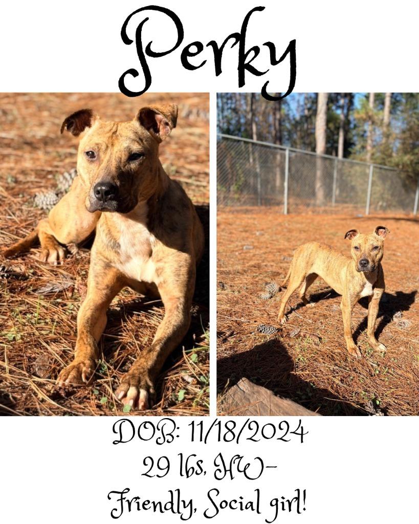 Enlarge Perky, a Adoptable mixed breed in Albany, GA image 1/6