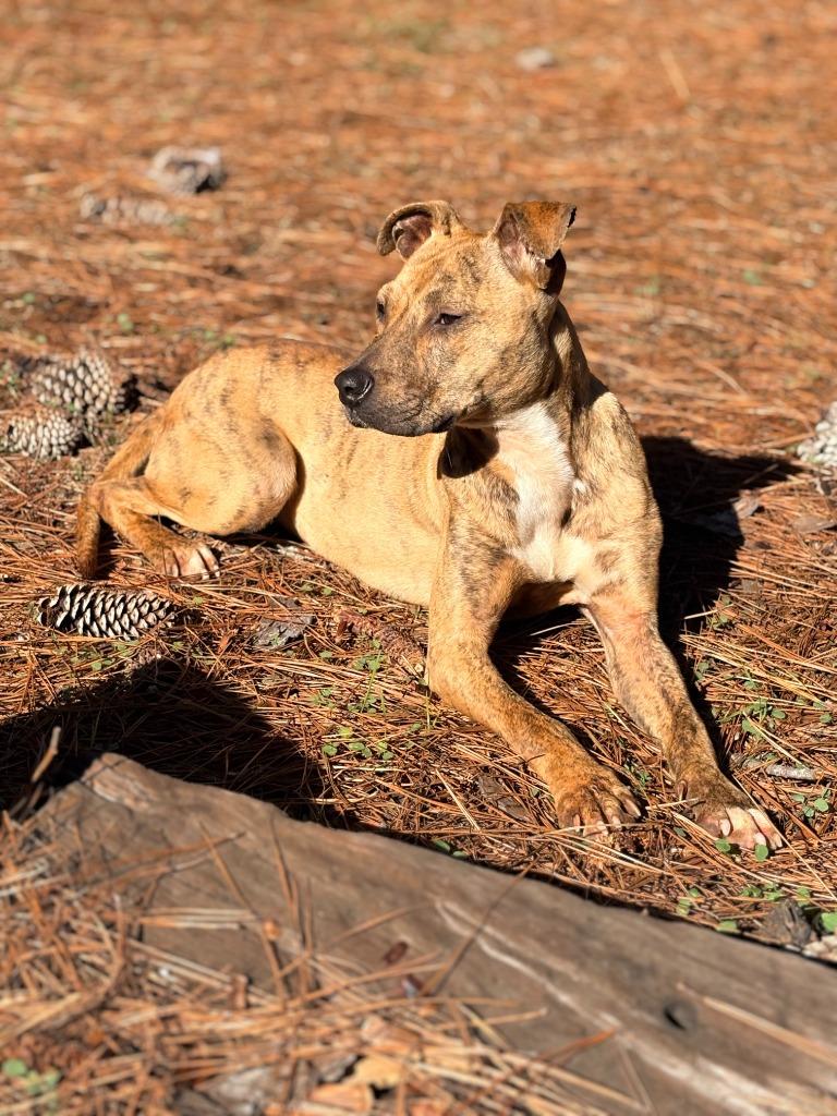Perky, Adoptable, Young Female Mixed Breed.