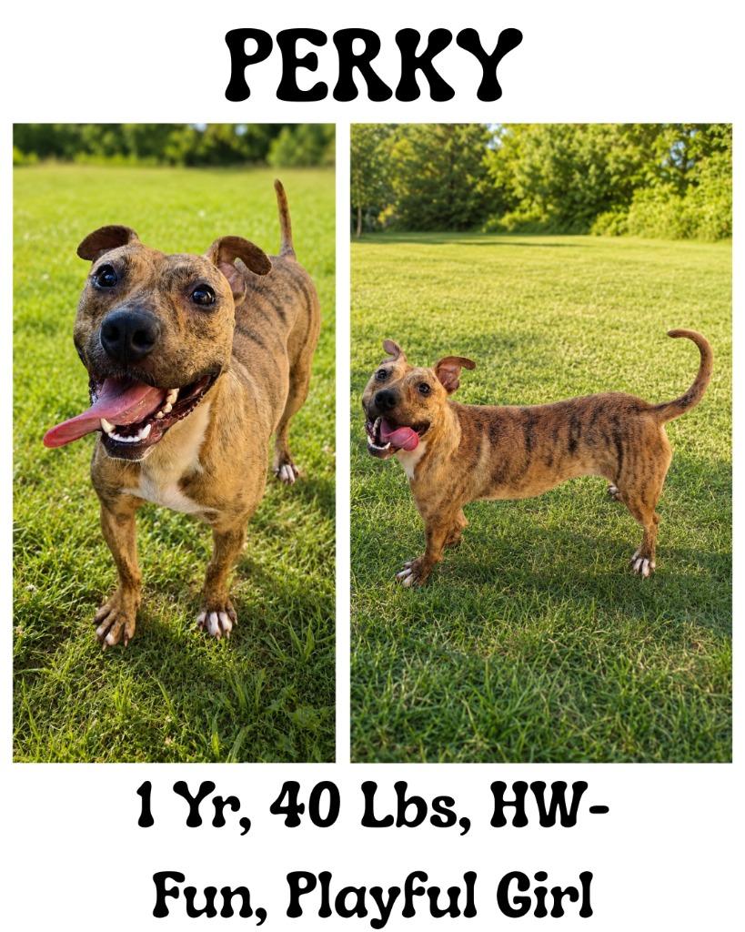 Perky, a Adoptable mixed breed in Albany, GA image 2/6