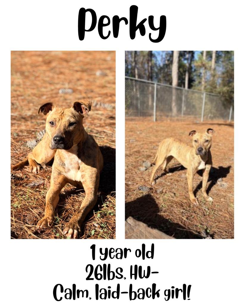 Enlarge Perky, a Adoptable mixed breed in Albany, GA image 2/6