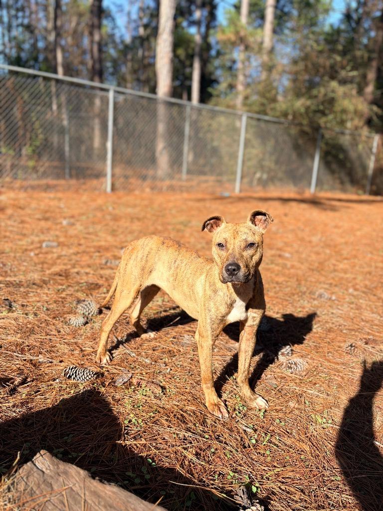 Enlarge Perky, a Adoptable mixed breed in Albany, GA image 3/6