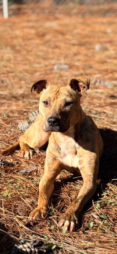 Enlarge Perky, a Adoptable mixed breed in Albany, GA image 4/6