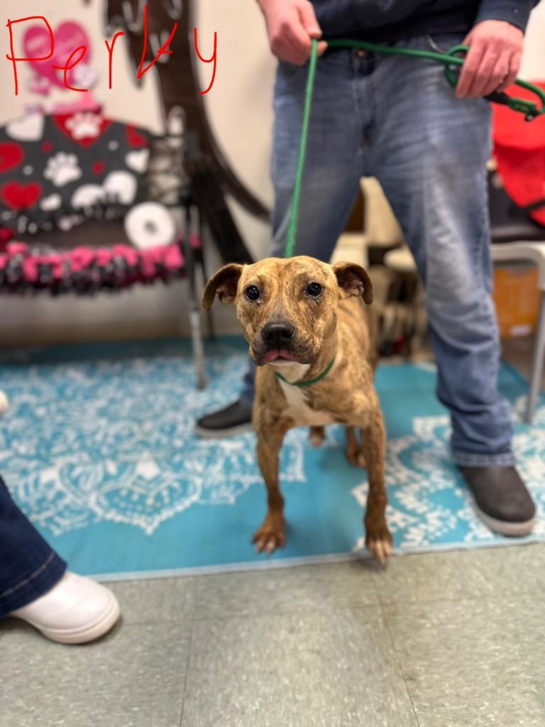 Enlarge Perky, a Adoptable mixed breed in Albany, GA image 5/6