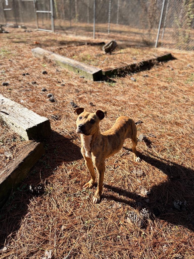 Enlarge Perky, a Adoptable mixed breed in Albany, GA image 6/6