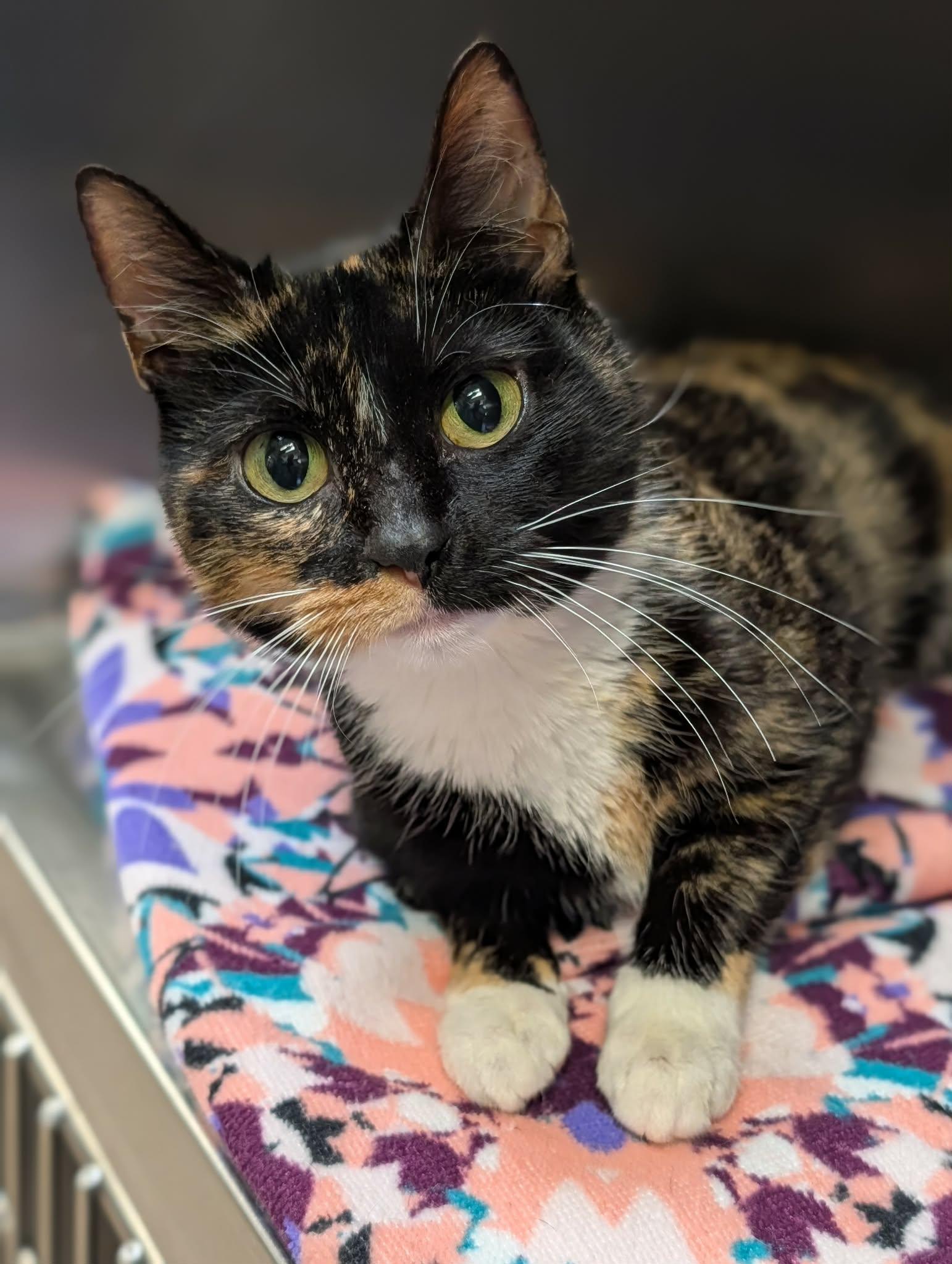 Enlarge Trudy, a ADOPTABLE mixed breed in Chambersburg, PA image 1/1