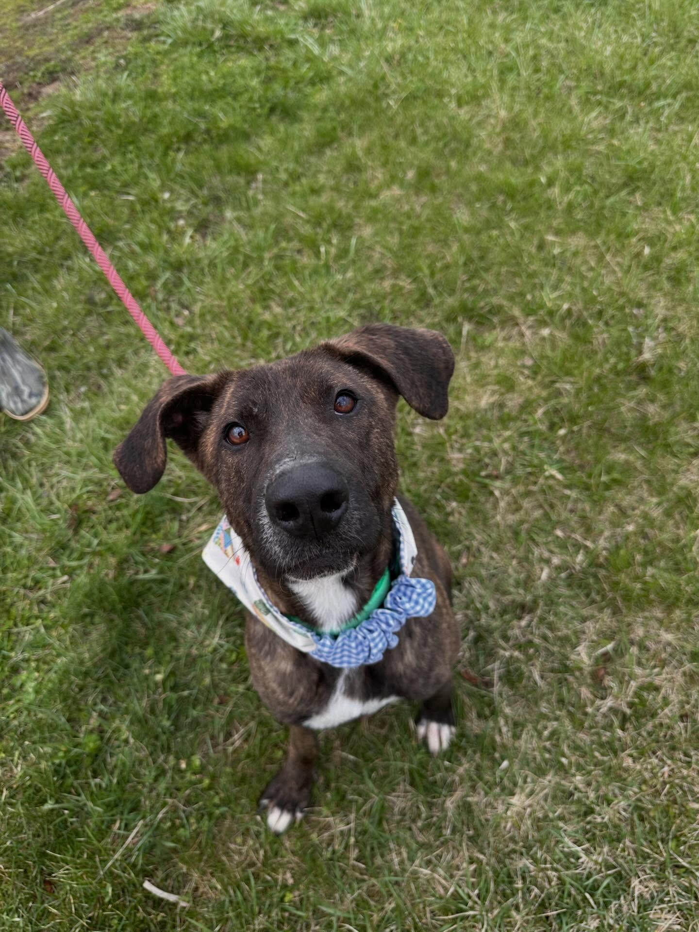 Strawberry , a ADOPTABLE mixed breed in St Marys, OH image 2/5