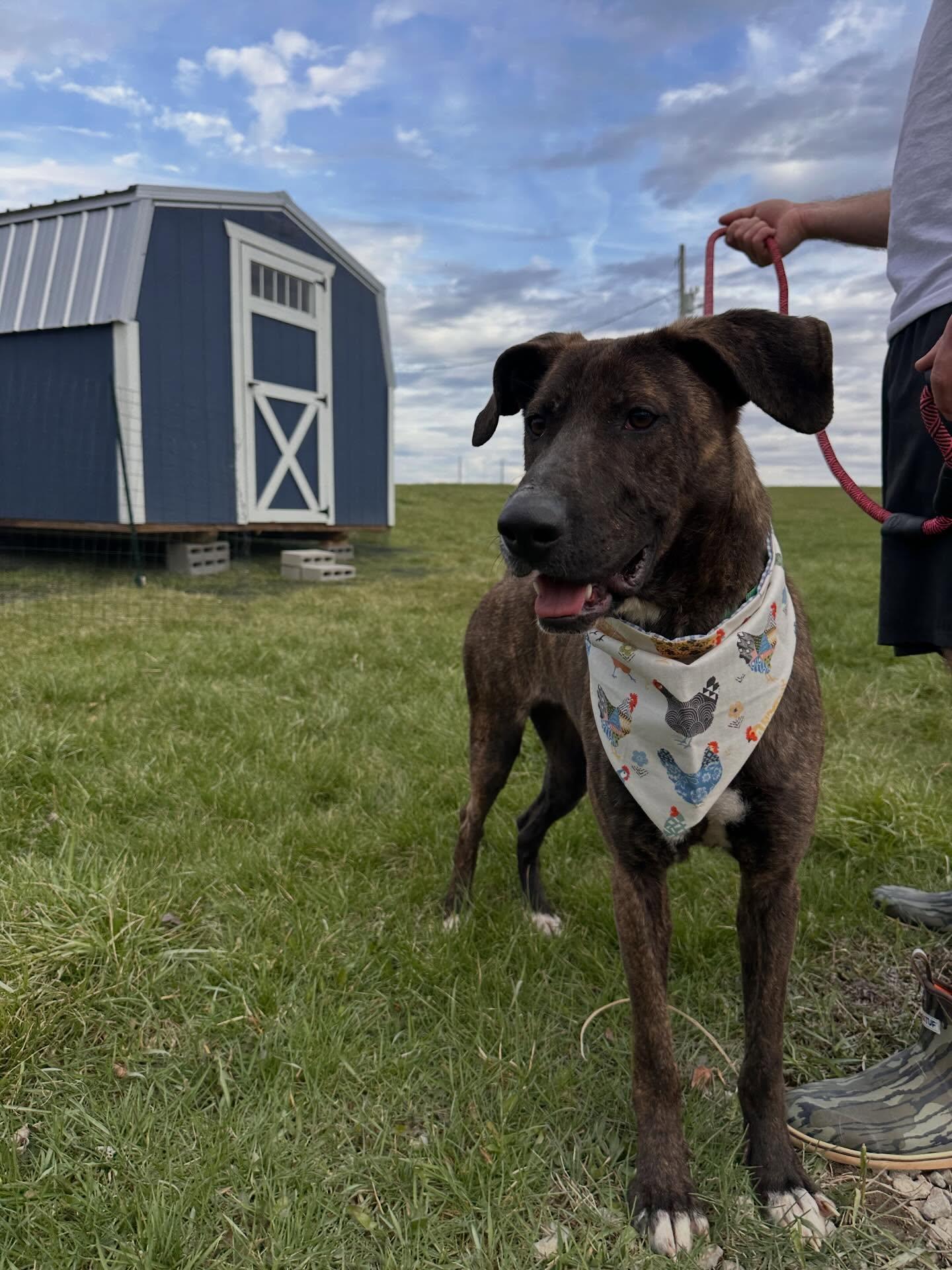 Strawberry , ADOPTABLE, Young Female Dutch Shepherd.