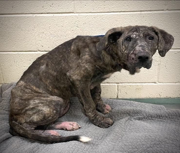Strawberry , a ADOPTABLE mixed breed in St Marys, OH image 5/5