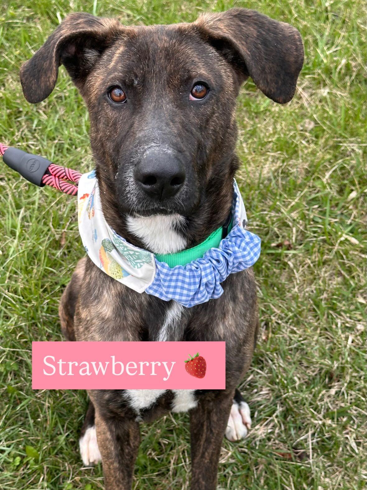 Strawberry , a ADOPTABLE mixed breed in St Marys, OH image 3/5