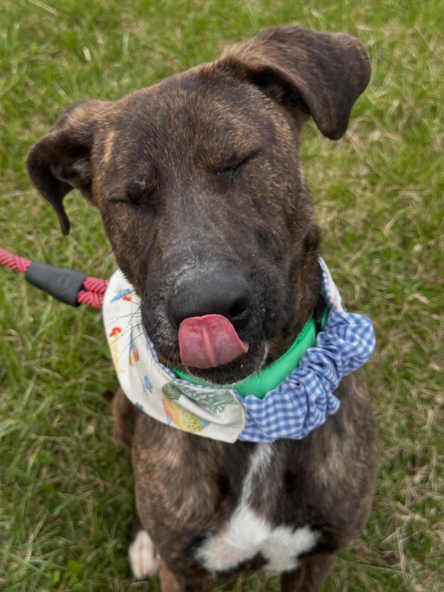 Strawberry , a ADOPTABLE mixed breed in St Marys, OH image 4/5