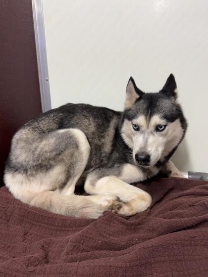 Enlarge Siren, an adopted Siberian Husky in Lancaster, PA image 3/3