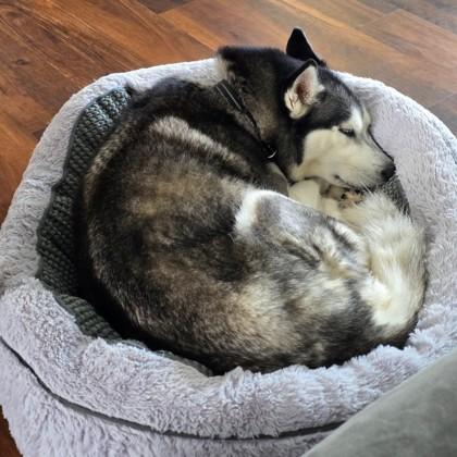 Enlarge Siren, an adopted Siberian Husky in Lancaster, PA image 2/3