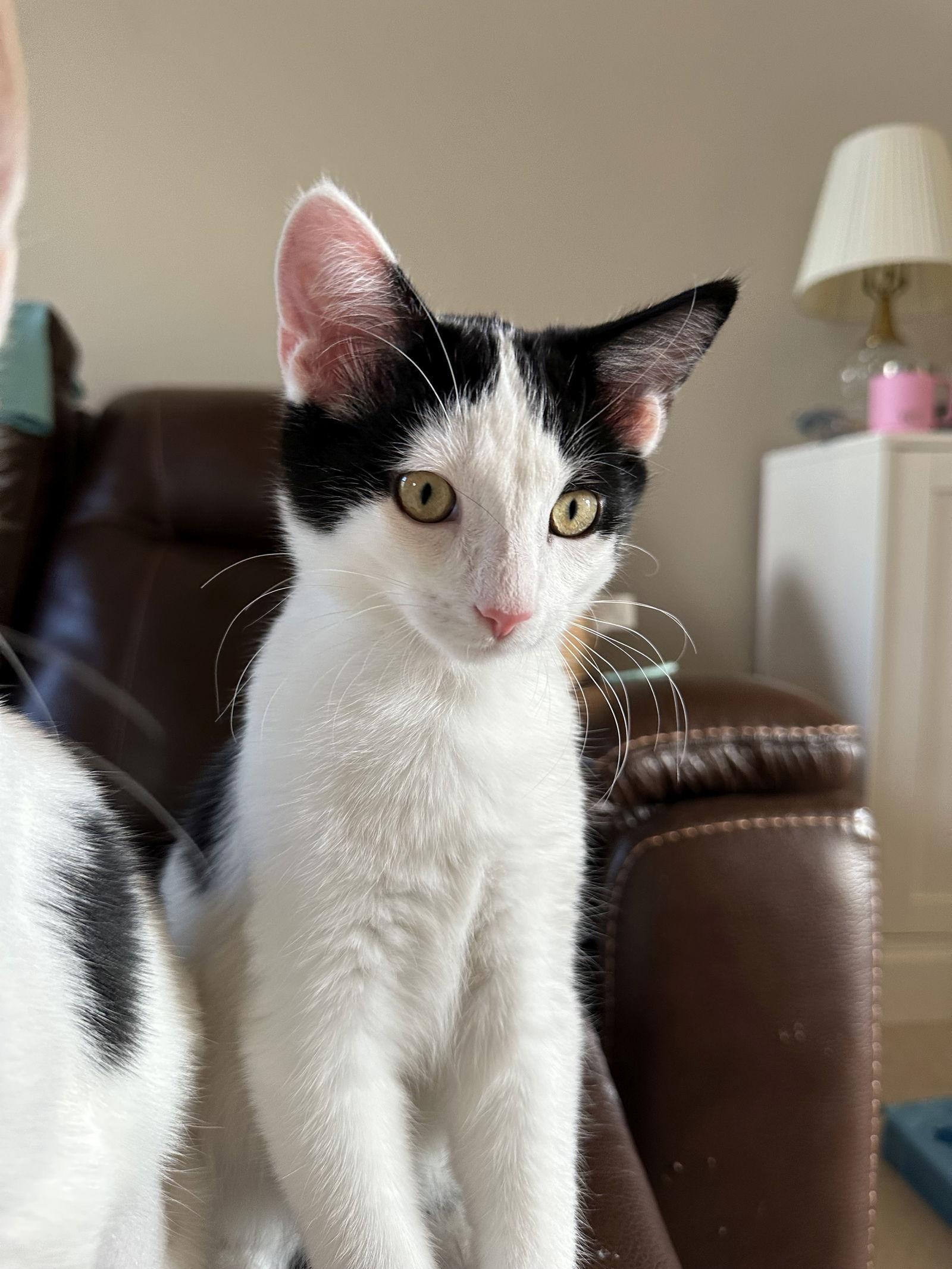 Enlarge Bg Litter Diamond, a Adoptable Domestic Short Hair in Livonia, MI image 1/3