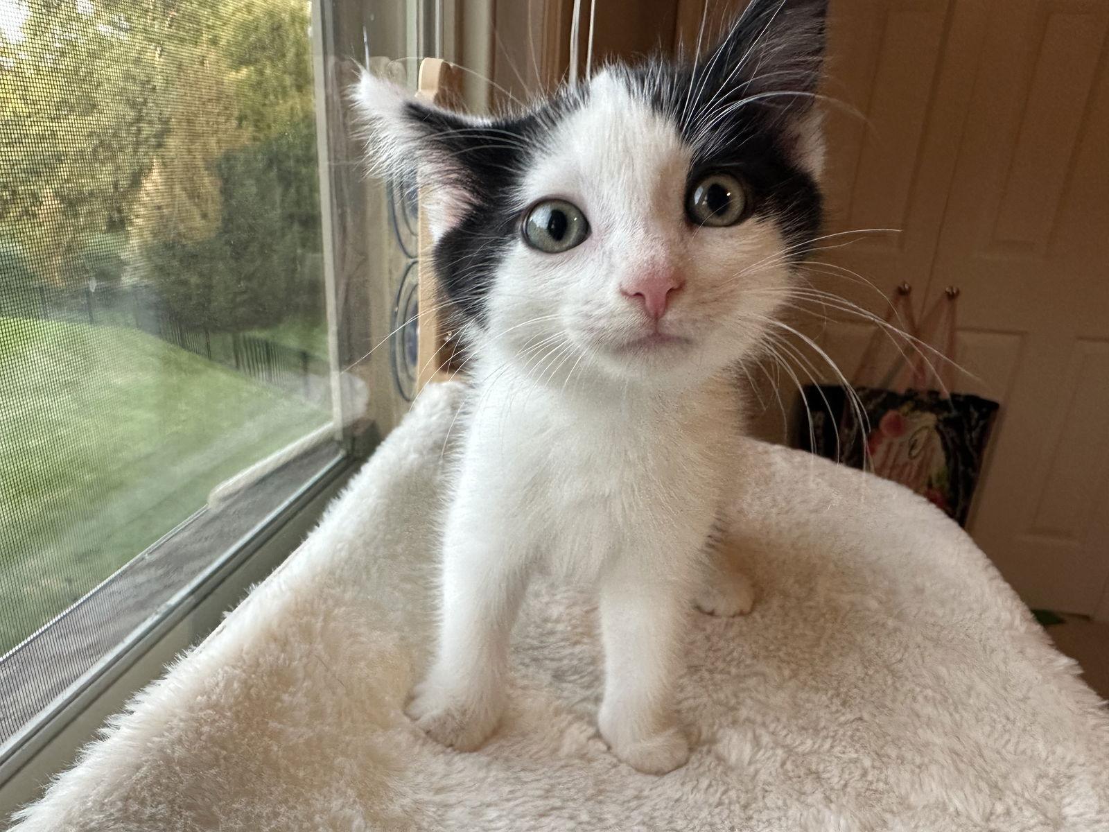 Enlarge Bg Litter Diamond, a Adoptable Domestic Short Hair in Livonia, MI image 2/3