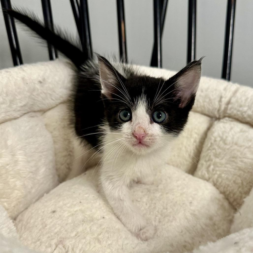 Leap, a Adoptable Domestic Short Hair in Escondido, CA image 1/6