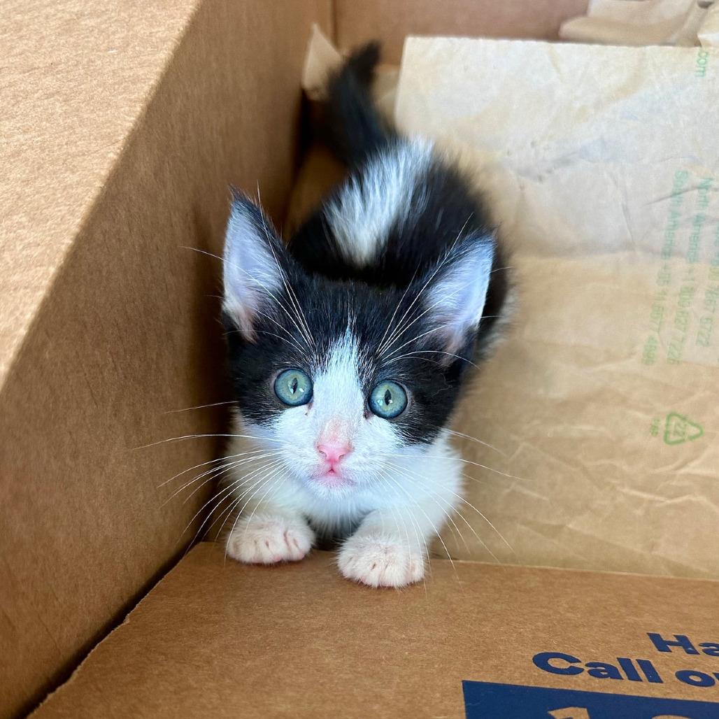 Leap, a Adoptable Domestic Short Hair in Escondido, CA image 2/6