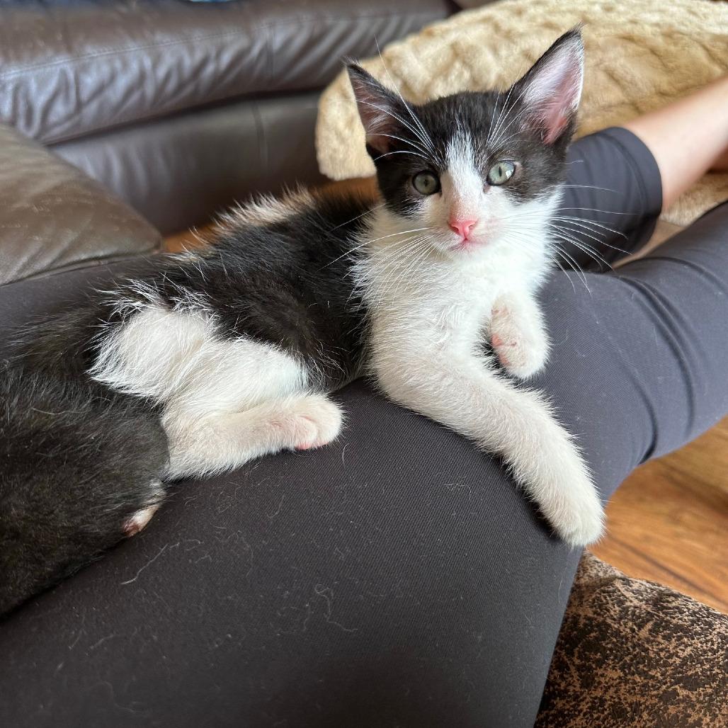 Leap, a Adoptable Domestic Short Hair in Escondido, CA image 3/6