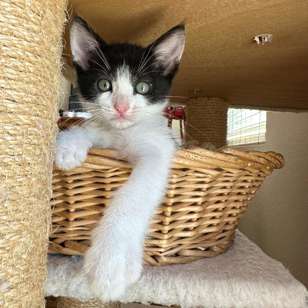 Leap, a Adoptable Domestic Short Hair in Escondido, CA image 4/6