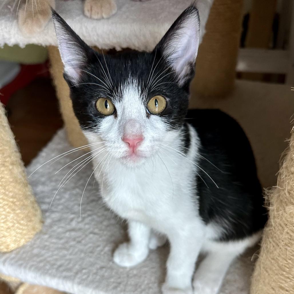 Leap, a Adoptable Domestic Short Hair in Escondido, CA image 5/6