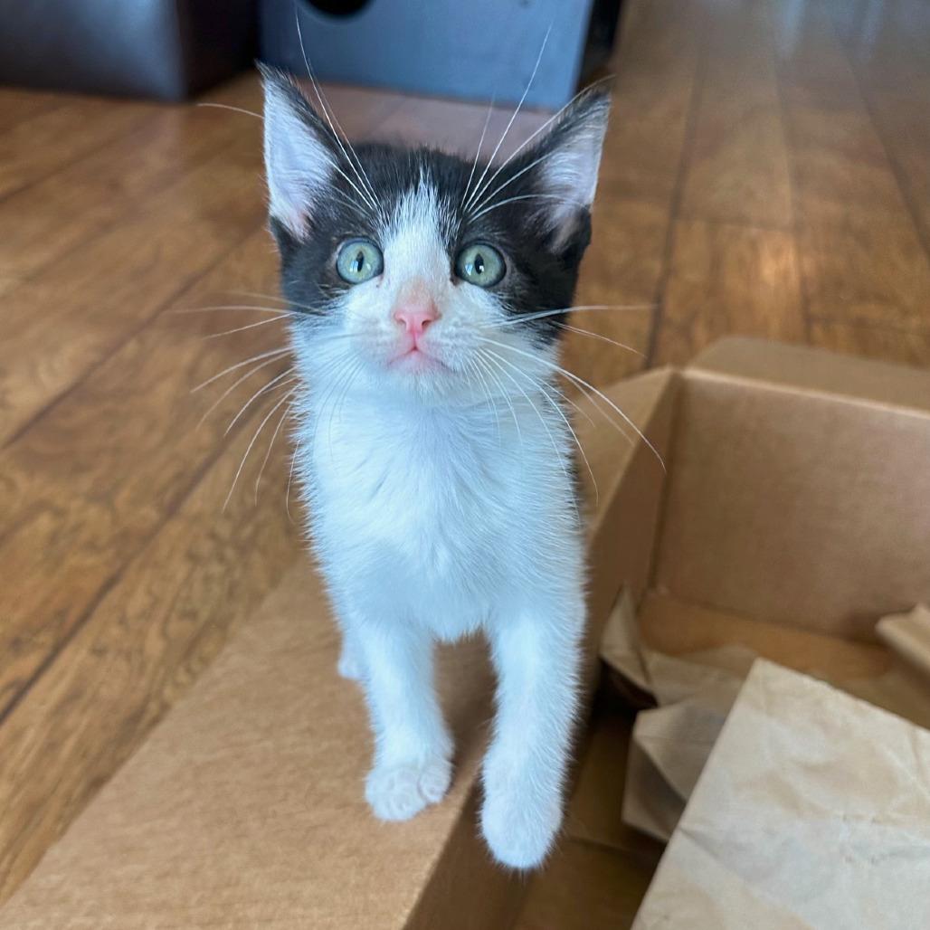 Leap, a Adoptable Domestic Short Hair in Escondido, CA image 6/6