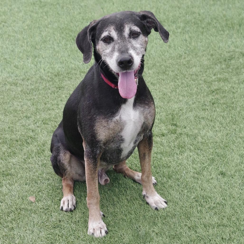 Trevor, Adoptable, Senior Male Hound & Mixed Breed.