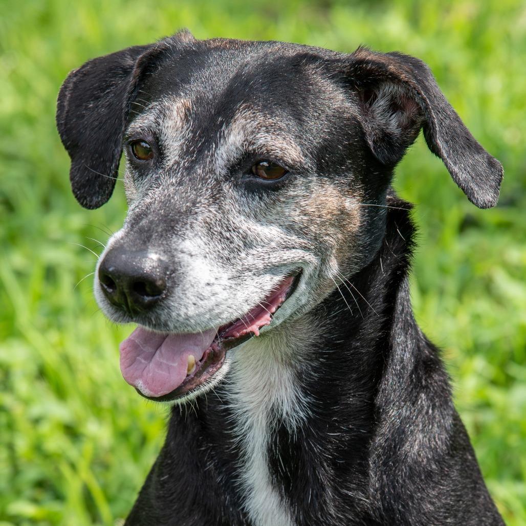Enlarge Trevor, a Adoptable mixed breed in Miami, FL image 1/6