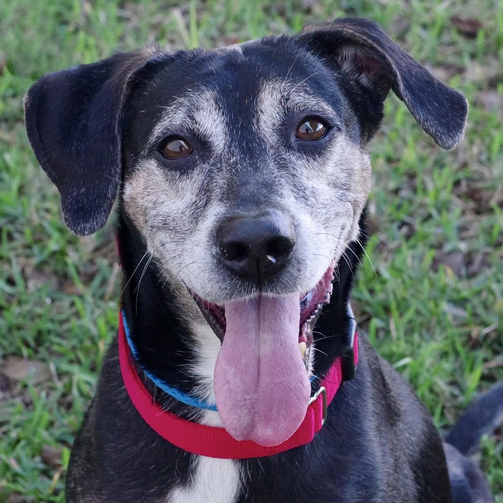 Enlarge Trevor, a Adoptable mixed breed in Miami, FL image 2/6
